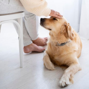 que es la tenencia responsable de perros.jpg